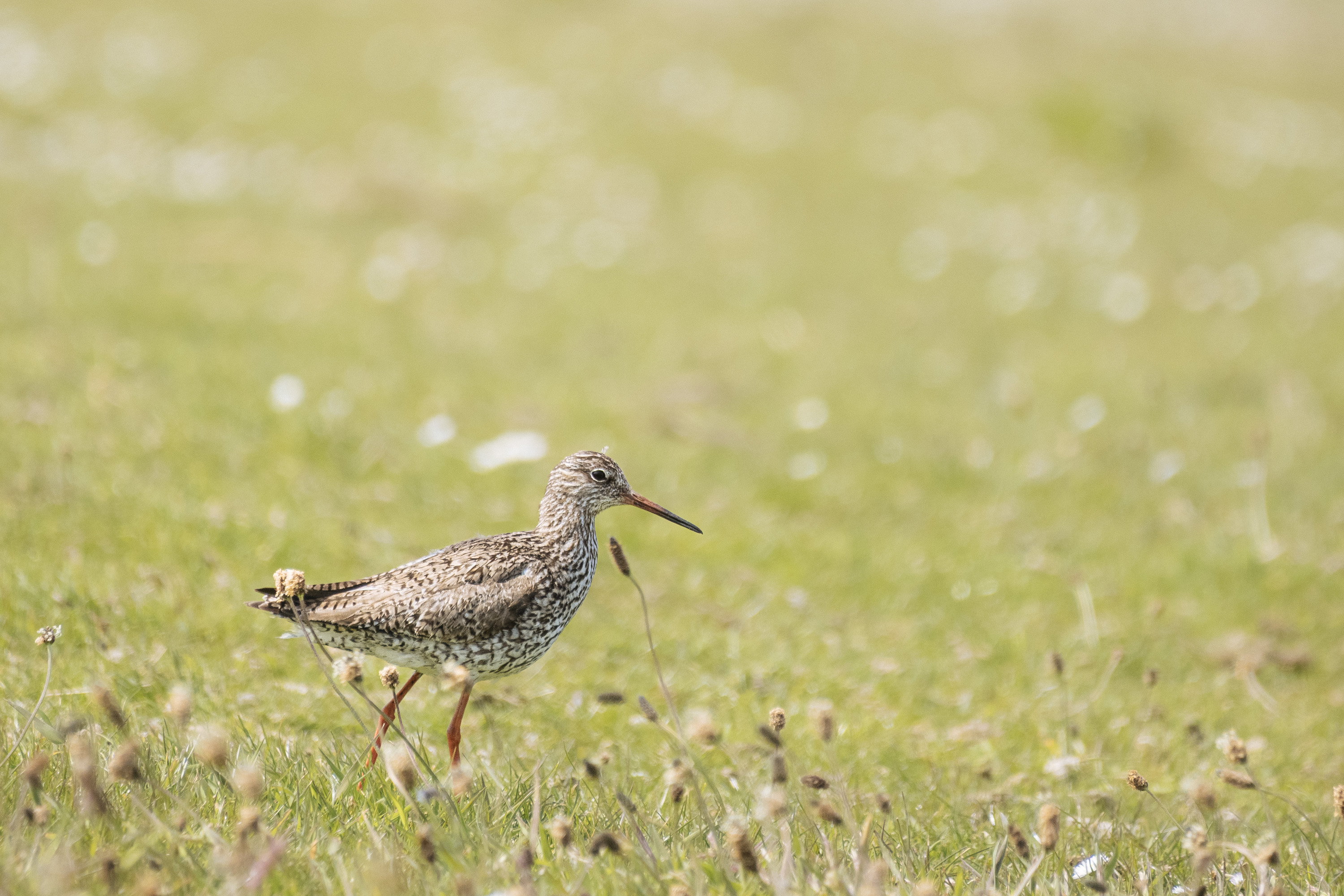 Common Redshank